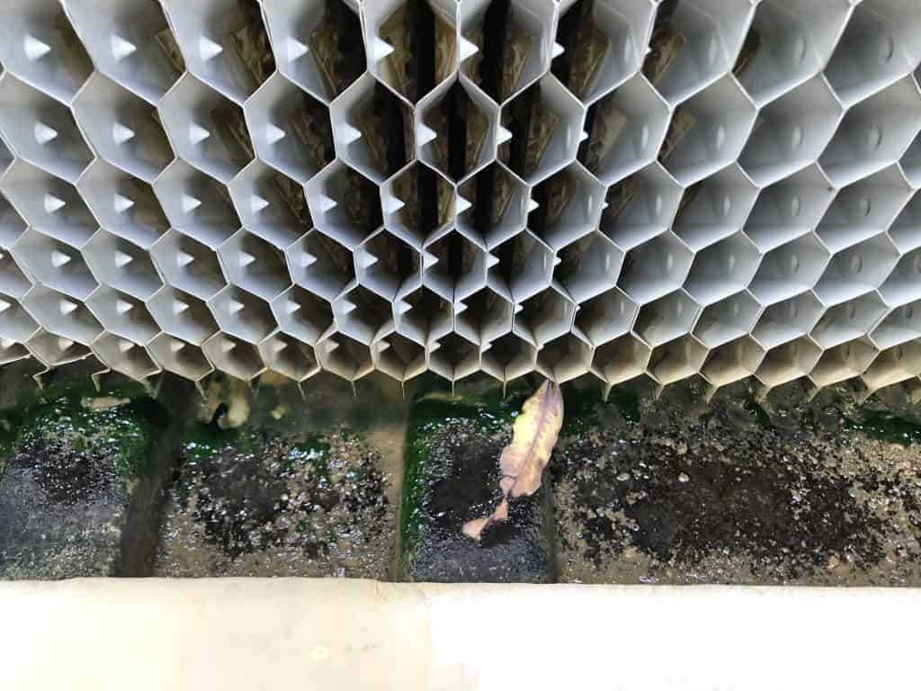 ก่อนล้าง cooling